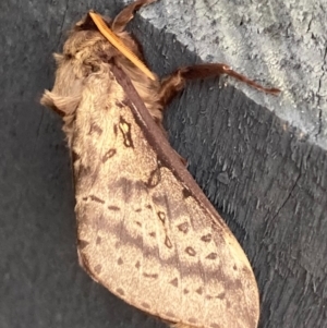 Oxycanus silvanus at Burra, NSW - 24 May 2020