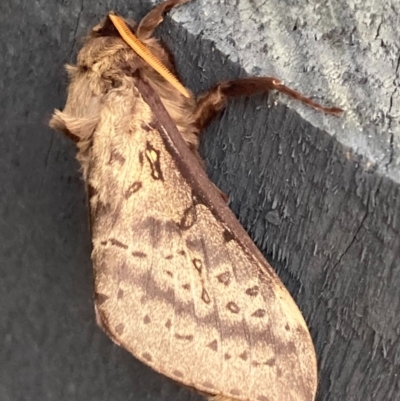 Oxycanus silvanus (Pale Oxycanus) at Burra, NSW - 24 May 2020 by Safarigirl