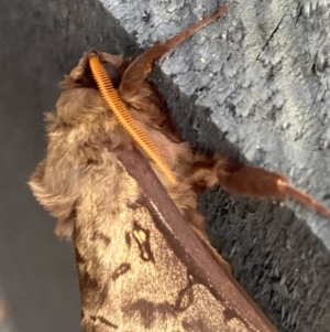 Oxycanus silvanus at Burra, NSW - 24 May 2020