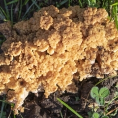 Ramaria sp. (A Coral fungus) at Coree, ACT - 23 May 2020 by CedricBear