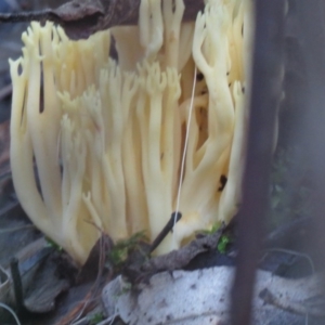 Ramaria sp. at Paddys River, ACT - 25 May 2020