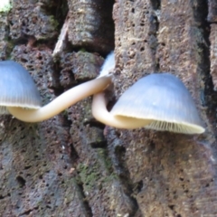 Mycena interrupta (Pixie's Parasol) at Paddys River, ACT - 25 May 2020 by SandraH