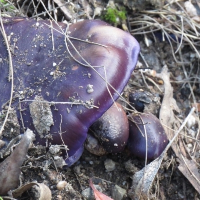 Cortinarius archeri s.l. (Emperor Cortinar) at Paddys River, ACT - 25 May 2020 by SandraH