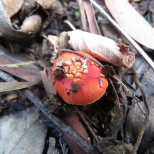 Amanita xanthocephala at Paddys River, ACT - 25 May 2020