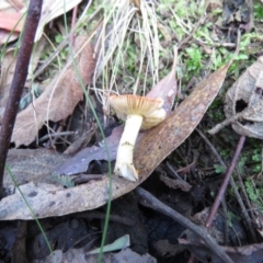 Amanita xanthocephala at Paddys River, ACT - 25 May 2020 09:50 AM