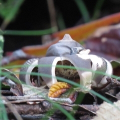 Geastrum sp. (Geastrum sp.) at Tidbinbilla Nature Reserve - 24 May 2020 by SandraH