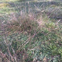 Bothriochloa macra (Red Grass, Red-leg Grass) at Corrowong, NSW - 2 May 2020 by BlackFlat