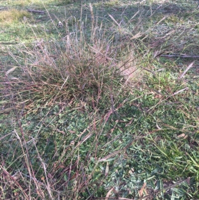 Bothriochloa macra (Red Grass, Red-leg Grass) at Corrowong, NSW - 2 May 2020 by BlackFlat