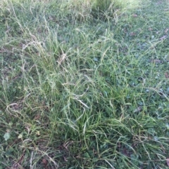 Microlaena stipoides (Weeping Grass) at Corrowong, NSW - 2 May 2020 by BlackFlat