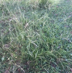 Microlaena stipoides (Weeping Grass) at Corrowong, NSW - 2 May 2020 by BlackFlat