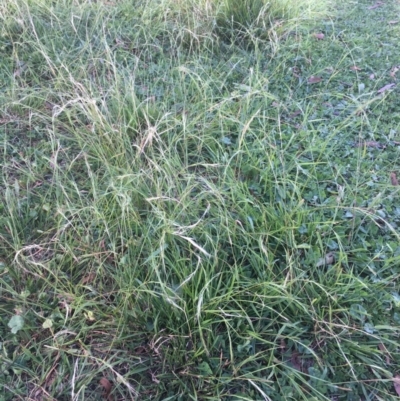 Microlaena stipoides (Weeping Grass) at Corrowong, NSW - 2 May 2020 by BlackFlat