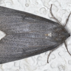 Paralaea ochrosoma (Fuscous Crest-moth) at Ainslie, ACT - 24 May 2020 by jbromilow50