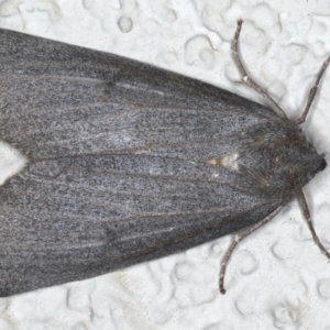 Paralaea ochrosoma at Ainslie, ACT - 24 May 2020