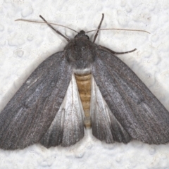 Paralaea ochrosoma at Ainslie, ACT - 24 May 2020