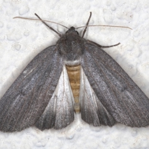 Paralaea ochrosoma at Ainslie, ACT - 24 May 2020