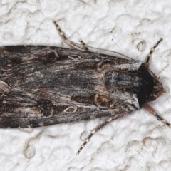 Agrotis munda (Brown Cutworm) at Ainslie, ACT - 24 May 2020 by jb2602