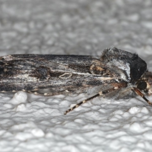 Agrotis munda at Ainslie, ACT - 24 May 2020