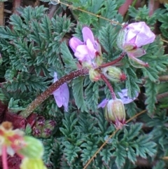 Erodium cicutarium (Common Storksbill, Common Crowfoot) at Tombong, NSW - 1 May 2020 by BlackFlat