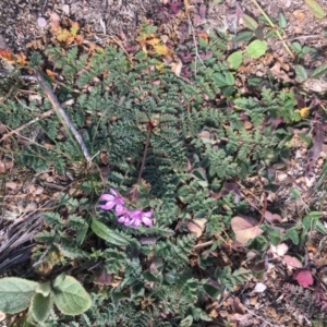 Erodium cicutarium at Tombong, NSW - 1 May 2020