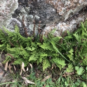 Cheilanthes austrotenuifolia at Cook, ACT - 22 May 2020