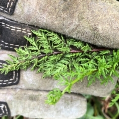 Cheilanthes austrotenuifolia at Cook, ACT - 22 May 2020