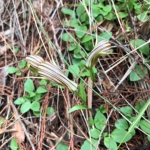 Diplodium truncatum at Cook, ACT - 20 May 2020