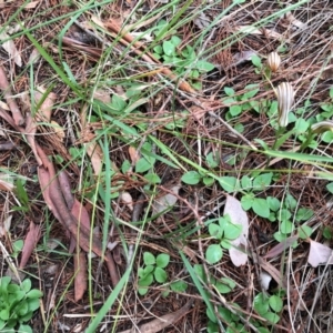 Diplodium truncatum at Cook, ACT - 20 May 2020