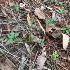 Diplodium truncatum at Cook, ACT - 20 May 2020