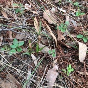 Diplodium truncatum at Cook, ACT - 20 May 2020