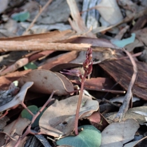 Acianthus collinus at Dunlop, ACT - 24 May 2020