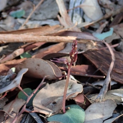 Acianthus collinus (Inland Mosquito Orchid) at Dunlop, ACT - 24 May 2020 by CathB