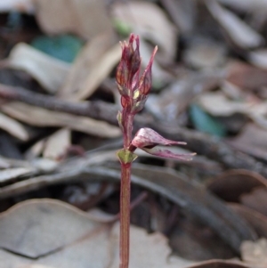 Acianthus collinus at Dunlop, ACT - 24 May 2020