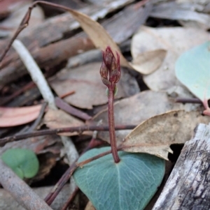 Acianthus collinus at Dunlop, ACT - suppressed