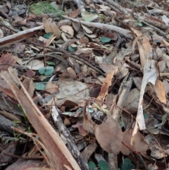 Acianthus collinus at Dunlop, ACT - suppressed