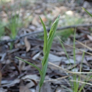 Bunochilus umbrinus at suppressed - 24 May 2020