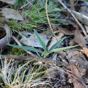 Bunochilus umbrinus at suppressed - 24 May 2020