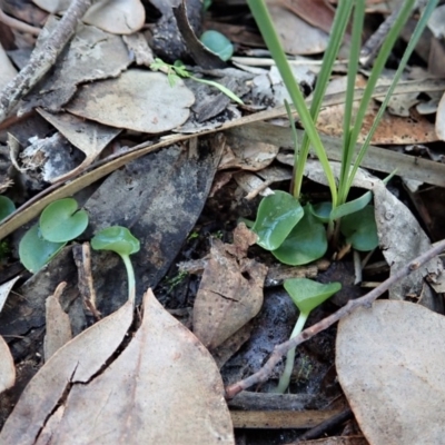 Corysanthes incurva (Slaty Helmet Orchid) at Aranda, ACT - 24 May 2020 by CathB