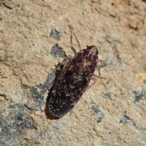 Dipsiathus pallidifrons at Dunlop, ACT - 18 May 2020 01:48 PM