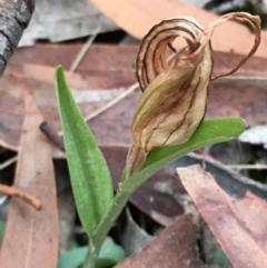 Diplodium truncatum (Little Dumpies, Brittle Greenhood) at Lower Boro, NSW - 25 May 2020 by mcleana