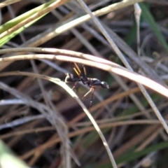 Metopochetus sp. (genus) (Unidentified Metopochetus stilt fly) at Cook, ACT - 17 May 2020 by CathB