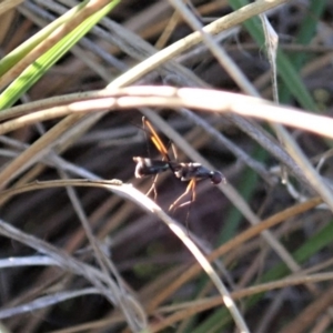 Metopochetus sp. (genus) at Cook, ACT - 17 May 2020