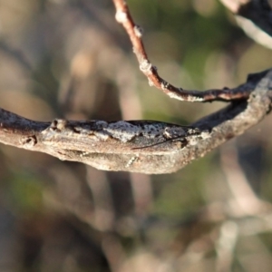 Strepsicrates macropetana at Cook, ACT - 17 May 2020 02:52 PM