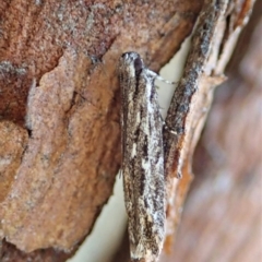 Ardozyga undescribed species nr amblopis at Cook, ACT - 17 May 2020