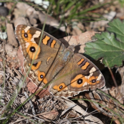 Junonia villida (Meadow Argus) at Mount Majura - 24 May 2020 by jbromilow50