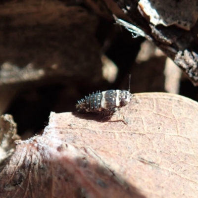 Cicadellidae (family) (Unidentified leafhopper) at Cook, ACT - 12 May 2020 by CathB