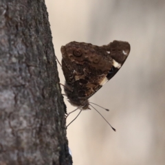 Vanessa itea (Yellow Admiral) at Mount Majura - 24 May 2020 by jbromilow50