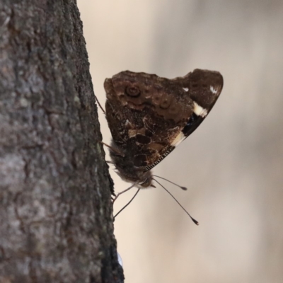 Vanessa itea (Yellow Admiral) at Mount Majura - 24 May 2020 by jb2602