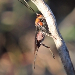 Braconidae (family) (Unidentified braconid wasp) at Cook, ACT - 17 May 2020 by CathB