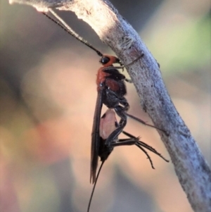 Braconidae (family) at Cook, ACT - 17 May 2020