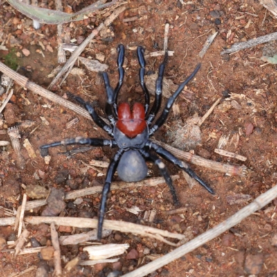 Missulena occatoria (Red-headed Mouse Spider) at Hackett, ACT - 24 May 2020 by jb2602